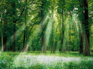 photos-of-a-forse-magical-forest