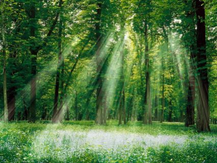 photos-of-a-forse-magical-forest