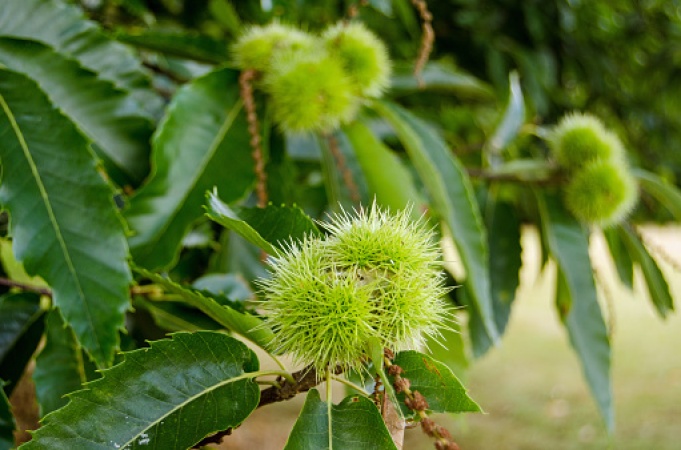 Close up view of the spikey seed pods of a Sweet Chestnut tree, latin name Castanea sativa in the early autumn in England.