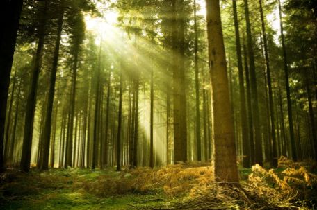 forest-tree-sun-ray-light-spruce